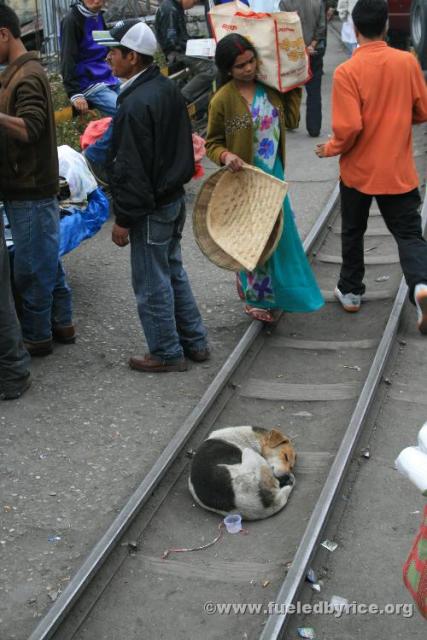 India, Darjeeling town - Indian dogs can sleep ANYWHERE!