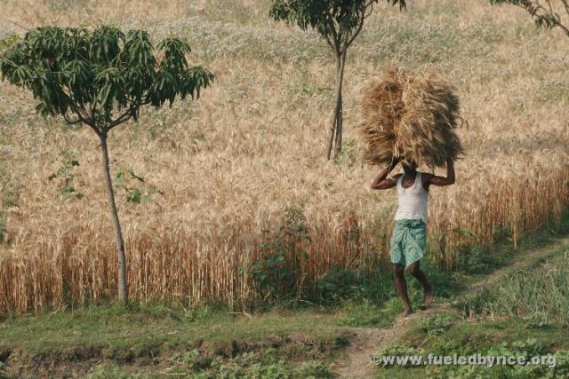 India, West Bengal - Carrying out the wheat harvest by head