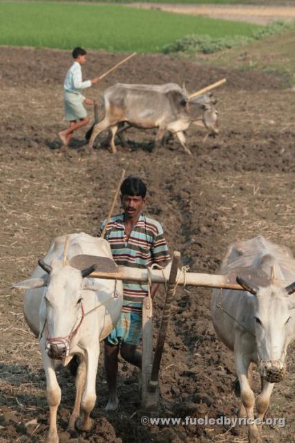India, West Bengal - Father and Son plow field with cattle pairs, the typical method in West Bengal. [Peter]