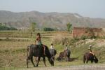 Nepal, east lowlands - Kids on water buffalo with start of the Himalayan foothills in the background, looking north.