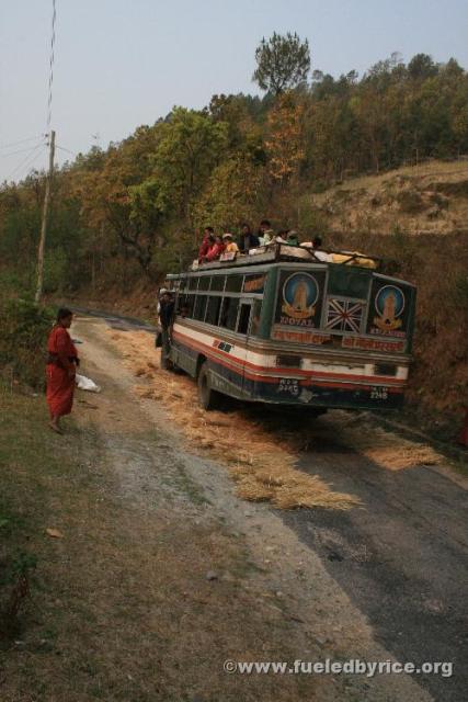 Nepal, Himalayan foothills, Jiri road - A bus used to thresh wheat purposefully laid on the road for that purpose.