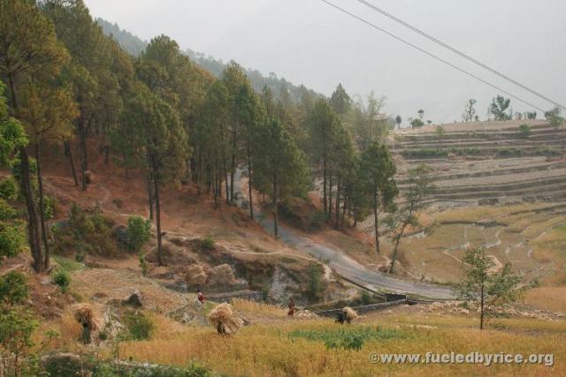 Nepal, Himalayan foothills, Jiri road - Harvesting wheat from terraced fields