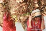 Nepal, Himalayan foothills, Jiri road - Hauling leaves in the Nepali fashion with the forehead strap and basket