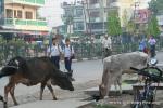 Nepal, Mahendranagar town - Cows, revered by Hindus as holy, wander freely over most of the subcontinent, except in hands of peo