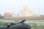 India - Niu Niu at the Taj
