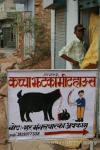 India, Rajistan - Goat slaughterer