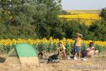 Türkiye, 35km east of Edirne - Camping with the sunflowers, the dominant crop (with wheat).