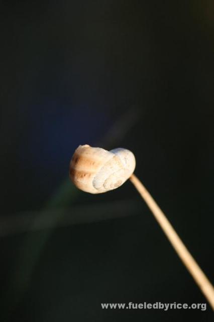 Türkiye - snail in countryside