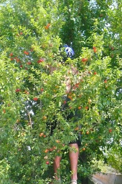 Jim, barely visible picking yet more plums for his mom while in the hot sun in Turkey. I guess it was getting up to 113 degrees!