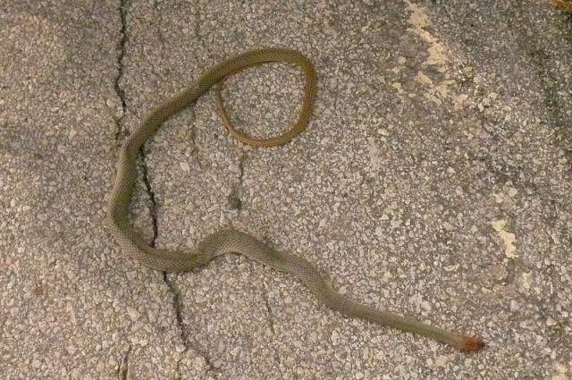 Found this snake on the road. A free treat to whomever correctly identifies it. The next snake we saw, I actually ran over it wi
