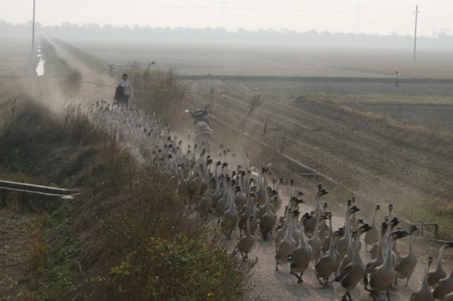 China, Guangdong Prov. Goose crossing! 