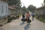 Bulgaria - Biking through a small village...and a sheep herd with shepard.  Shepards were a recurring theme for us in Bulgaria, 